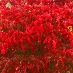 Meet your Posher, Joan